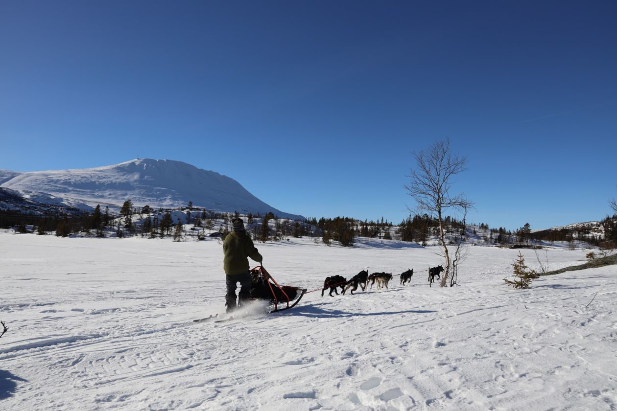 Hundkjøring Gausta 34 J9hygc