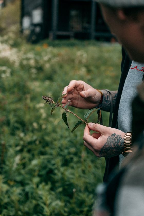 Plukk Og Spis Johan Ds C03969 Pseems