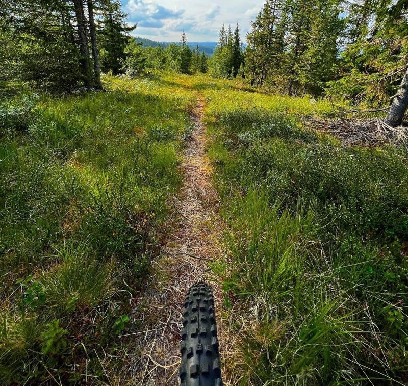 Sykkel Sommer Hjul Sti